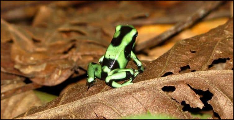 Dendrobates auratus (green and black poison dart frog)