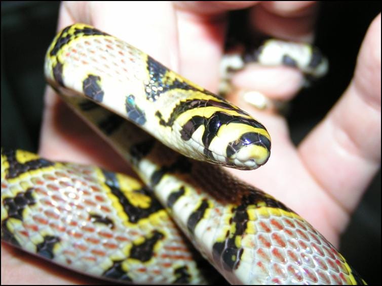 Head view of Mandarin Rat Snake