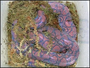 Brazilian Rainbow Boa about to shed it's skin