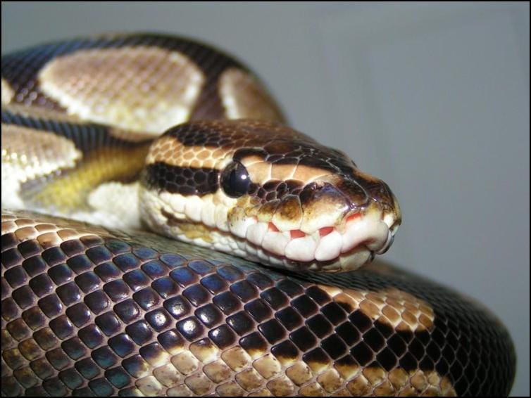 Close up of a royal python
