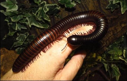 African Giant Millipedes