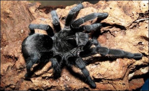 Brazilian Black Tarantula