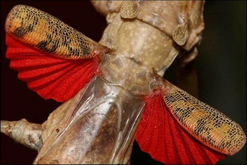 Budwing Stick Insects