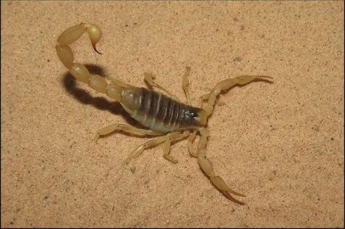 Desert Hairy Scorpions