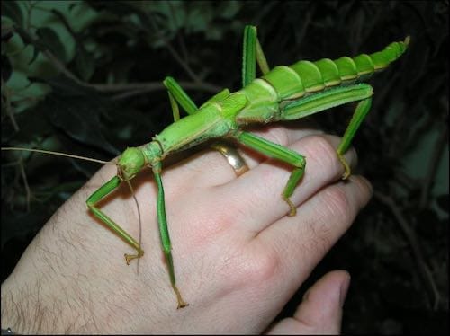 Diapherodes gigantea