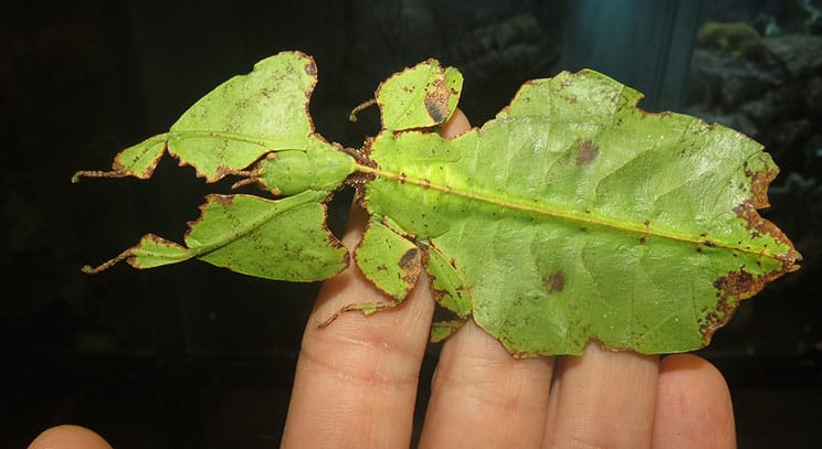 Giant leaf insect