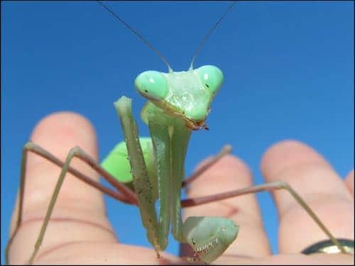 Giant Asian Praying Mantis