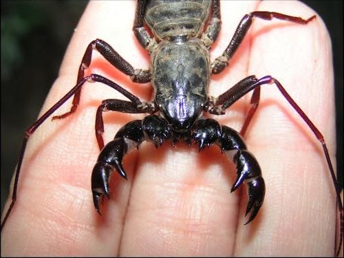 Giant Vinegaroon