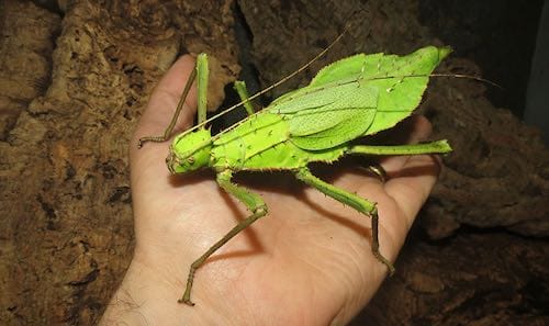 Jungle Nymphs