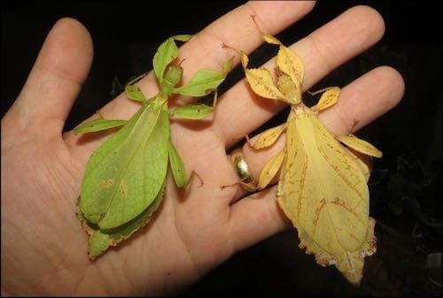 Leaf insects