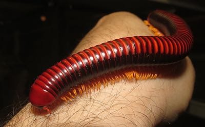 Madagascan Fire Millipedes