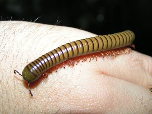 Olive Millipedes