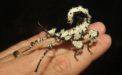 Prickly Stick Insects