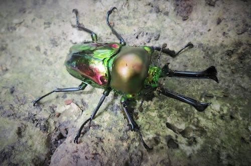 Rainbow Stag Beetles
