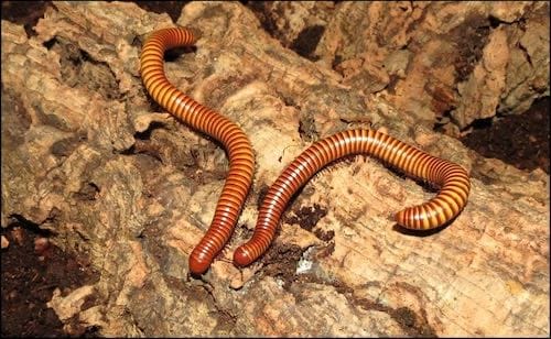 Texas Gold Millipedes