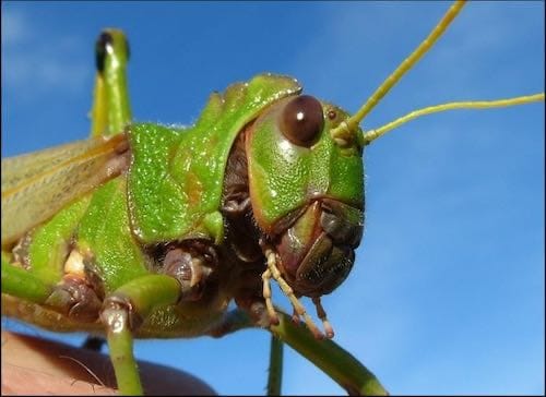 Tropidacris Collaris