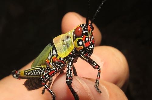 Zonocerus Variegatus