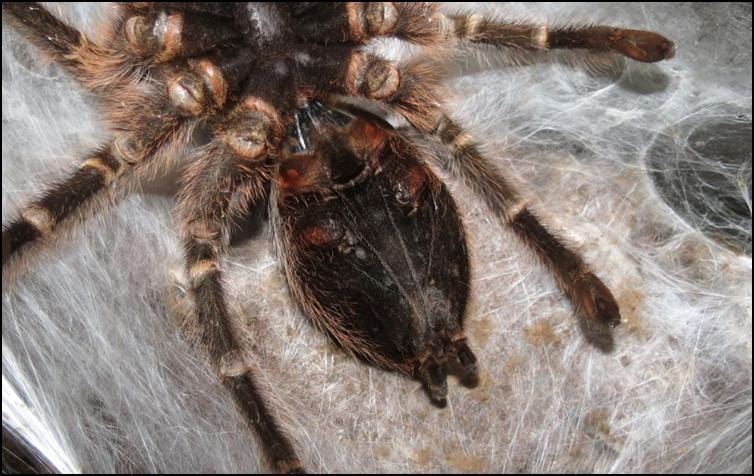 Golden Knee Tarantula going through moulting process Golden Knee Tarantula going through moulting process