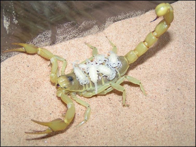 Desert Hairy Scorpion with babies on her back