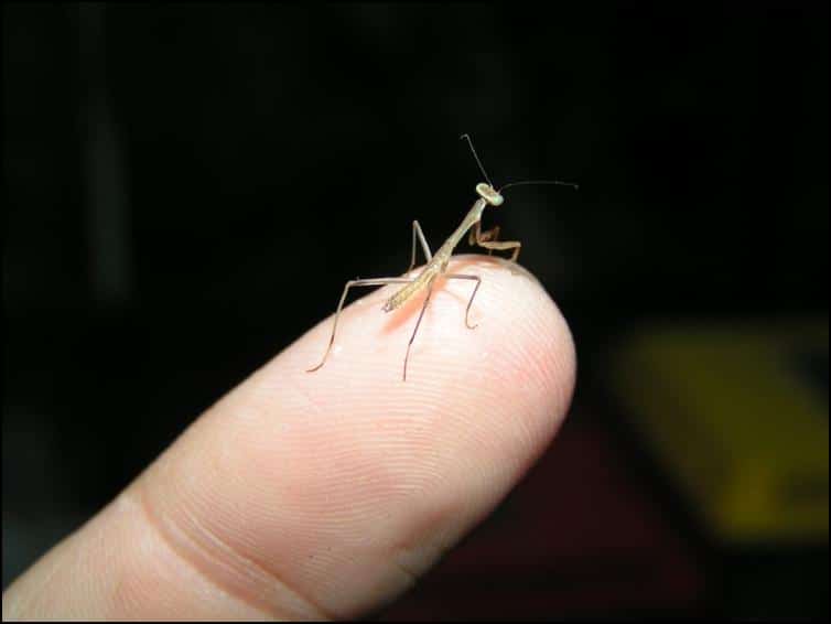 Giant asian praying mantis
