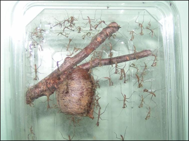 Giant asian praying mantis egg sack and babies