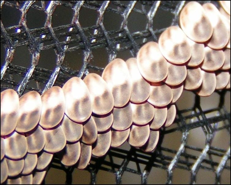 Close-up of Giant Florida Katydid eggs / ova Close-up of Giant Florida Katydid eggs / ova