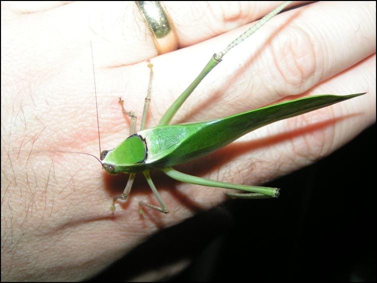 Unusual wing structure of Giant Florida Katydid Unusual wing structure of Giant Florida Katydid