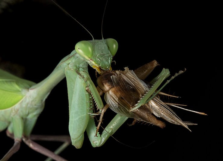 Giant asian praying mantis feeding