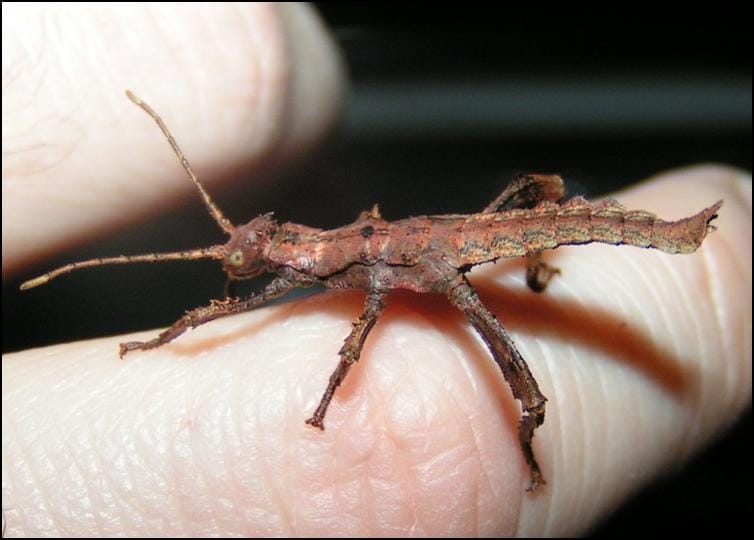 Jungle Nymph babies