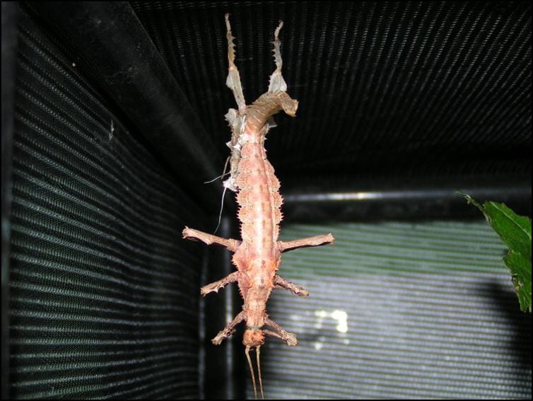 Jungle Nymph moulting