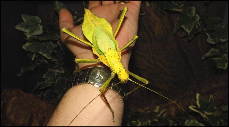 Yellow mature Jungle Nymph