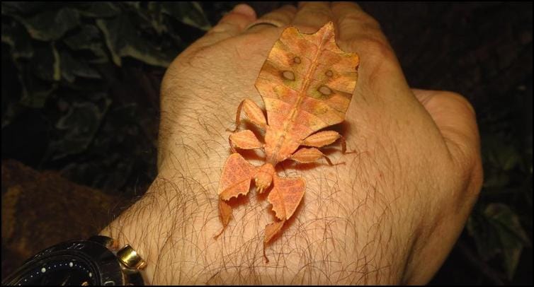 Brown Leaf Insect