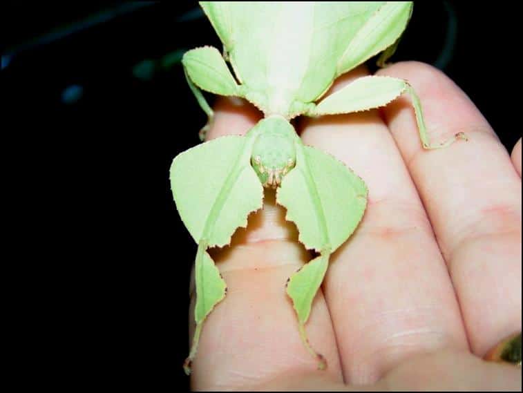 Female Leaf Insect