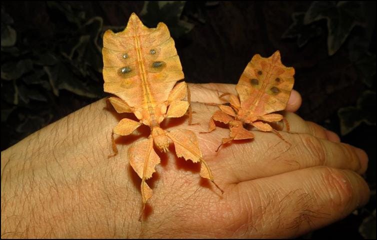 Brown Leaf Insects