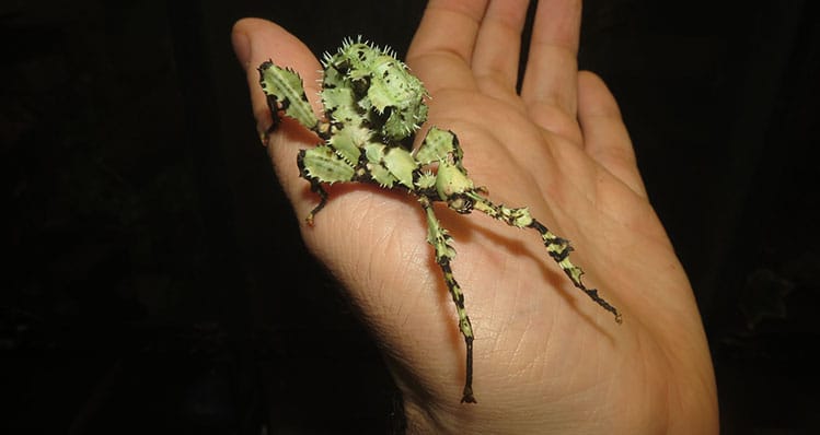 Giant Australian Prickly Stick Insects