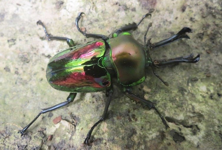 Colours of the Rainbow Stag Beetle