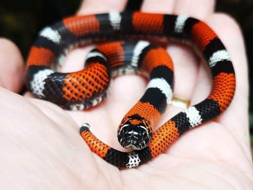 Tricolour hognose snake