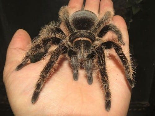Honduran curly hair tarantula