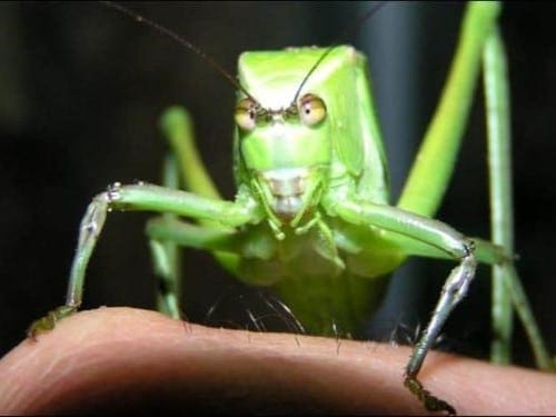 Giant Florida Katydid