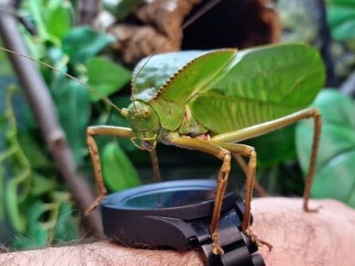 Siliquofera grandis
