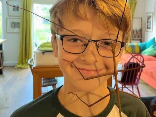 Phryganistria heusii yentuensis on a child's face!