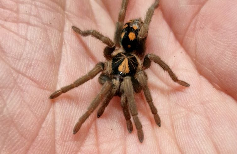 Pumpkin patch tarantula
