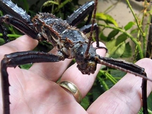 Eurycantha horrida adult male