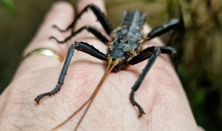 Eurycantha horrida male nymph