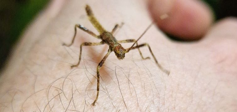 Eurycantha horrida newly-hatched nymph