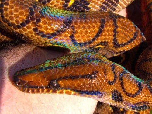 Brazilian rainbow boa