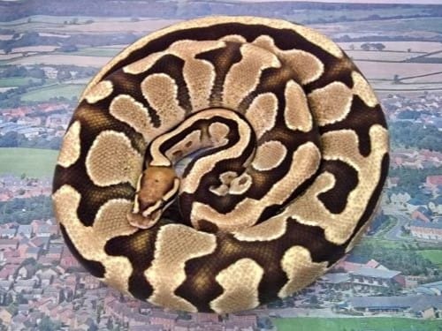 Mufasa the royal python
