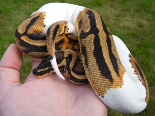 Piebald royal python