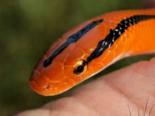 Thai bamboo rat snake male