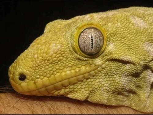 New Caledonian giant gecko